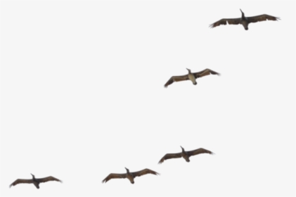 Flying Pelican Transparent Image - Pelican Flying Png, Png Download, Transparent PNG