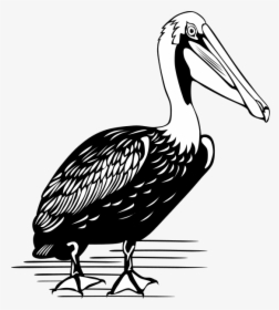 Pelican Png Clip Arts - Color Is A Pelican, Transparent Png, Transparent PNG
