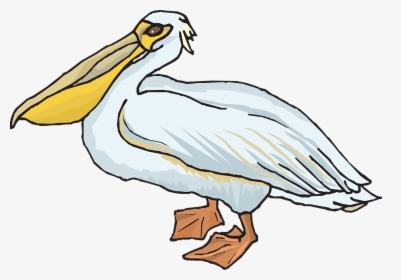 Pelican Png Transparent Images - Pelican Clipart Png, Png Download, Transparent PNG