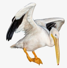 Transparent Pelican Png - Moodboard Filler Drawing Png Polyvore, Png Download, Transparent PNG