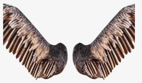Realistic Bird Wings Png Free Stock Image - Bird Wings Transparent Background, Png Download, Transparent PNG