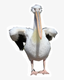 Pelicans Walking, HD Png Download, Transparent PNG