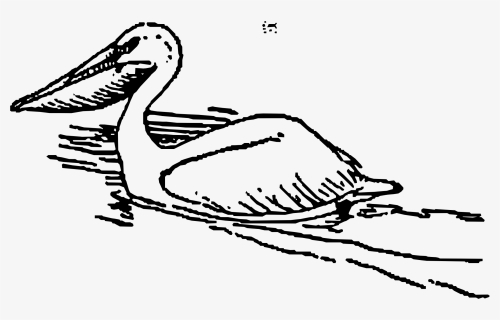 Pelican Bird Clip Art - Duck Swimming Clipart Black And White, HD Png Download, Transparent PNG