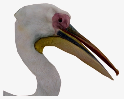 Transparent Pelican Png - Ciconiiformes, Png Download, Transparent PNG
