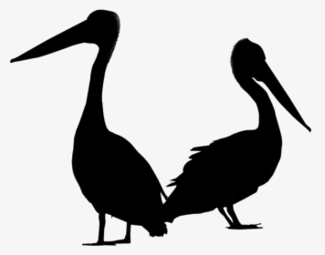 Pelican Png Transparent Images - Turkey, Png Download, Transparent PNG