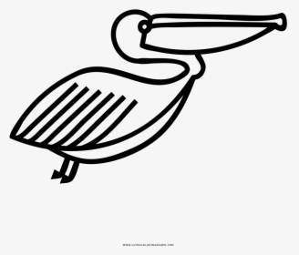 Pelican Coloring Page - Pelican Icon Png, Transparent Png, Transparent PNG