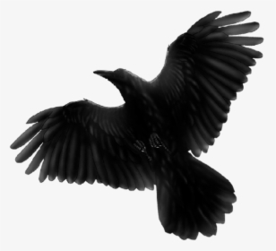 Black Bird Flying Png , Png Download - Blackbird Fat Freddys Drop, Transparent Png, Transparent PNG