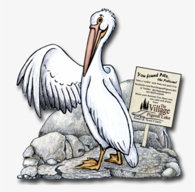 Pete The Pelican - White Pelican, HD Png Download, Transparent PNG