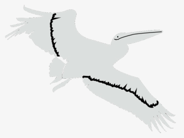 Flying Pelican - White Stork, HD Png Download, Transparent PNG
