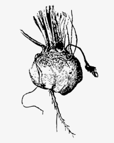 Turnip Beet Clip Arts - Vector Black And White Beetroot, HD Png Download, Transparent PNG