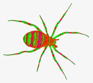 Orb-weaver Spider, HD Png Download, Transparent PNG