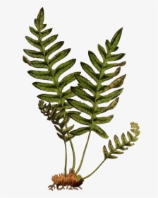 Polypodium Vulgare - Lady Fern On Rock Clipart, HD Png Download, Transparent PNG