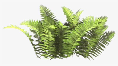 #ferns - Bush Plant Png, Transparent Png, Transparent PNG