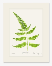 Painted Fern Print - Fern, HD Png Download, Transparent PNG