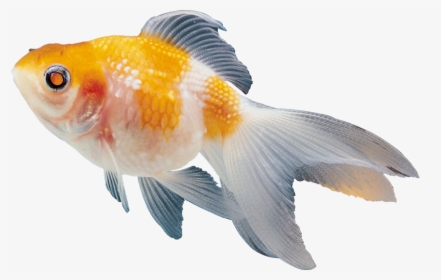 Beautiful Fish Clipart - Colour Fish Images Png, Transparent Png, Transparent PNG