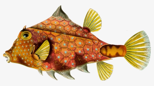 Fish 4 Clip Arts - Ernst Haeckel Art Jellyfish, HD Png Download, Transparent PNG