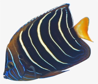 Transparent Angelfish Clipart - Transparent Angel Fishes, HD Png Download, Transparent PNG