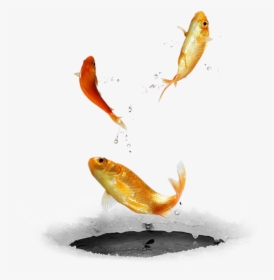 #ftestickers #fish#fishes #goldfish #jumping #freetoedit - Bird Diving In Water, HD Png Download, Transparent PNG