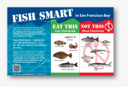 Fish In The San Francisco Bay, HD Png Download, Transparent PNG