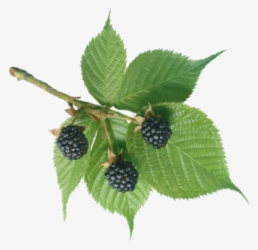 Mulberry Tree Transparent Background, HD Png Download, Transparent PNG