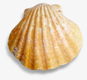 Cockle Seashell Conch - Scallop, HD Png Download, Transparent PNG