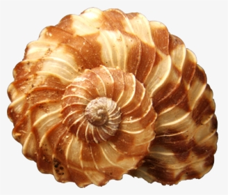Transparent Seashells Png - World's Most Beautiful Seashell, Png Download, Transparent PNG