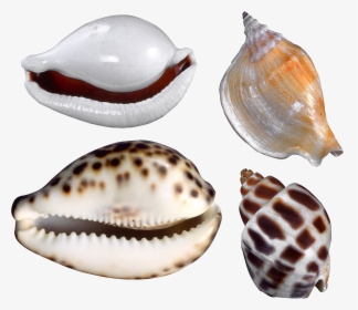 Seashell Png - Conchas Y Caracol De Mar, Transparent Png, Transparent PNG