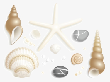 Shell, HD Png Download, Transparent PNG
