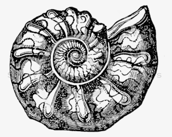 Seashells Png - Ammonite Clip Art, Transparent Png, Transparent PNG
