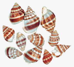 Transparent Snail Shells Png - Sea Snail Png Of Snail, Png Download, Transparent PNG