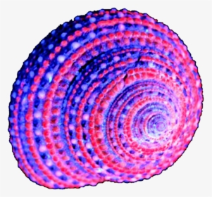 Purple Shell Clipart - Pink And Purple Seashell, HD Png Download, Transparent PNG