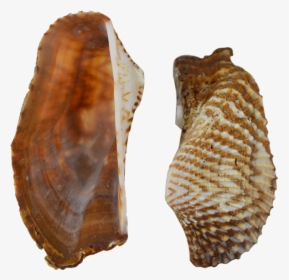 Turkey Wing Shells Seashells 2-2 - Shell, HD Png Download, Transparent PNG