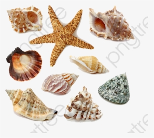 Transparent Seashells Clipart - Seashells Png Free, Png Download, Transparent PNG