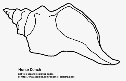 The Florida Horse Conch Printable Coloring Page - Kids Colouring Page Shells, HD Png Download, Transparent PNG