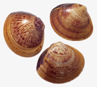 Seashell Clipart Png, Transparent Png, Transparent PNG