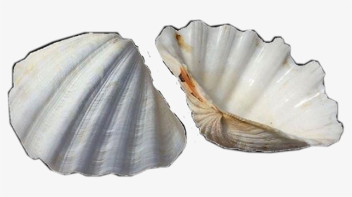 #aesthetic #tumblr #vintage #sea #ocean #shells #seashells - Concha Vintage Png, Transparent Png, Transparent PNG