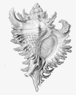 Drawing Shell Conch - Ernst Haeckel Shell Drawings, HD Png Download, Transparent PNG