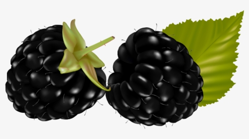 Berries Fruit Vector, HD Png Download, Transparent PNG