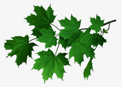 Maple Leaves Green Png, Transparent Png, Transparent PNG