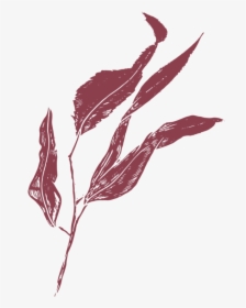 Film And Foliage Gumleaf Burgandy - Illustration, HD Png Download, Transparent PNG