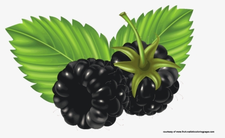 Bush Clipart Thorn - Clip Art Blackberry Fruit, HD Png Download, Transparent PNG