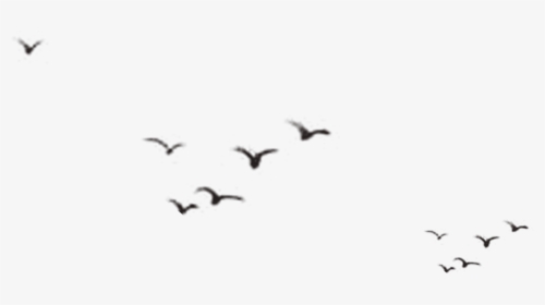 Birds Silhouette Png Download - Silhouette Birds Flying Away, Transparent Png, Transparent PNG