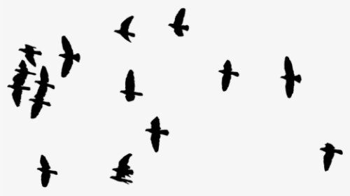 Flock Of Birds Image - Silhouette Of Flock Birds, HD Png Download, Transparent PNG