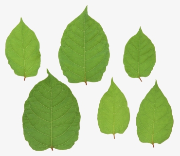 Green-leaves - انواع برگ های پهن, HD Png Download, Transparent PNG