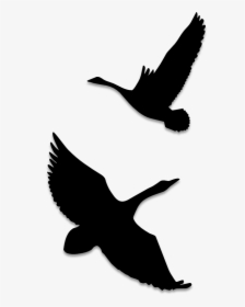 Birds Silhouettes Art & Islamic Graphics - Seabird, HD Png Download, Transparent PNG