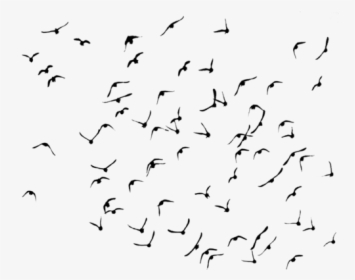 #ftestickers #birds #silhouette #animals #bird #animal - Uçan Kuşlar Siyah Beyaz Png, Transparent Png, Transparent PNG