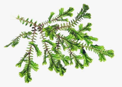 Leaf, Fern, Plant, Foliage - Background Daun Pakis Png, Transparent Png, Transparent PNG