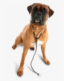 Dog In Chain Png - Animal Vet Png, Transparent Png, Transparent PNG