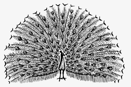Peacock 2 Clip Arts - Free Black And White Peacock Clipart, HD Png Download, Transparent PNG