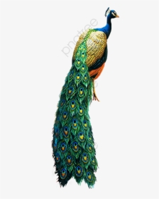 Peacock Clipart Bird - Peacock Transparent Background, HD Png Download, Transparent PNG